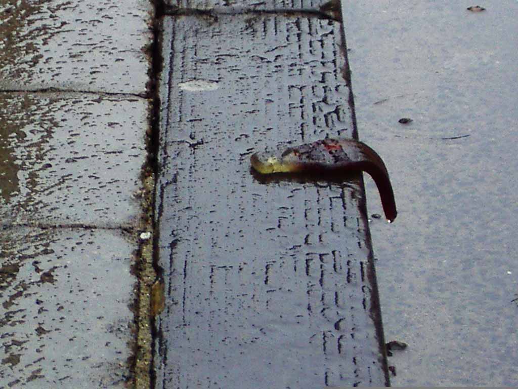 Photo of a cola bottle, drooping from the edge of a pavement. It's raining.